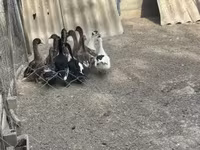 Ducks — 照片 7