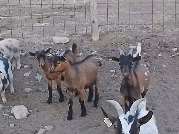 Козёл, 