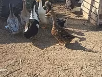 Ducks — 2-сурет