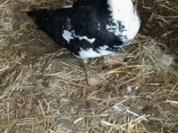 Ducks — फ़ोटो 1