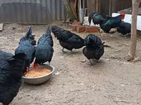 Australorp — 5. fotó