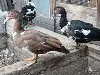 Ducks — फ़ोटो 1