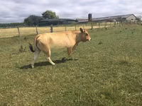 Tehén, Partenaise cattle — 3. fotó