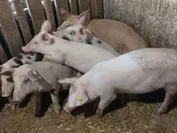 Süldőanya, Sertések — 7. fotó