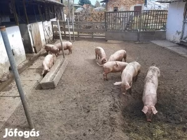 母猪, Pigs — 匈牙利