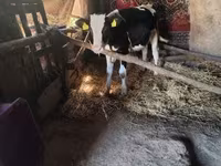 ثور, Russian Black pied cattle — الصورة 2