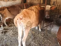 गाय, जंगली याक — फ़ोटो 5