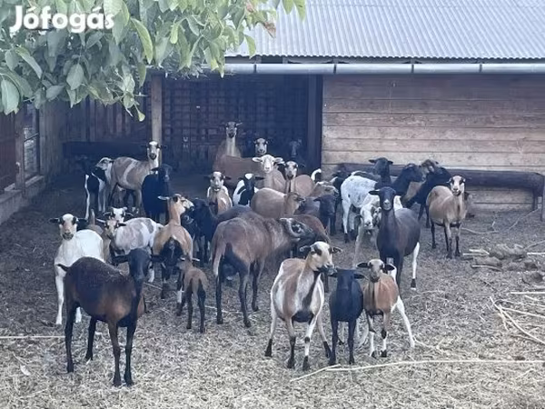 Ram, Cameroon sheep