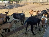 Billy Goat, Alpine goat — photo 1