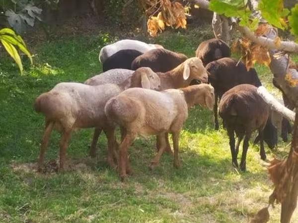 Ovce (šarže, pohlaví neuvedeno), Arashan sheep