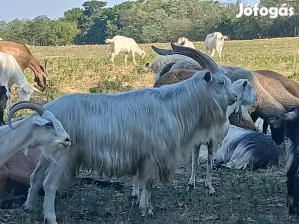 公山羊, Goats — 匈牙利