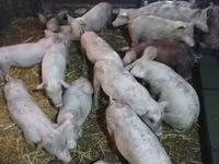 猪（批次，未指定性别）, Pigs — 照片 2
