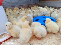 Chickens — फ़ोटो 1