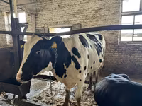 Tehén, Holstein fajta — 7. fotó