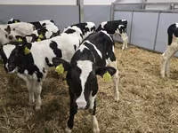 Bika, Russian Black pied cattle — 4. fotó