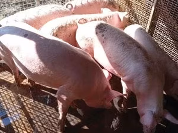 猪（批次，未指定性别）, Pigs