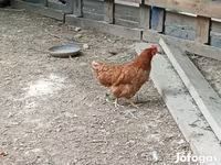 Chickens — फ़ोटो 1