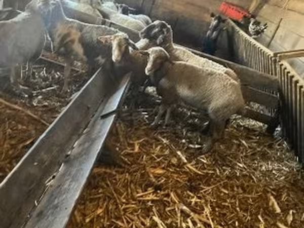 母羊, Sheep