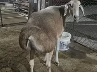 نعجة, Afghan Arabi sheep — الصورة 1