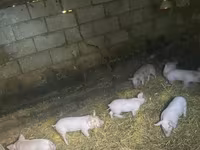 Boar, Pigs — photo 3