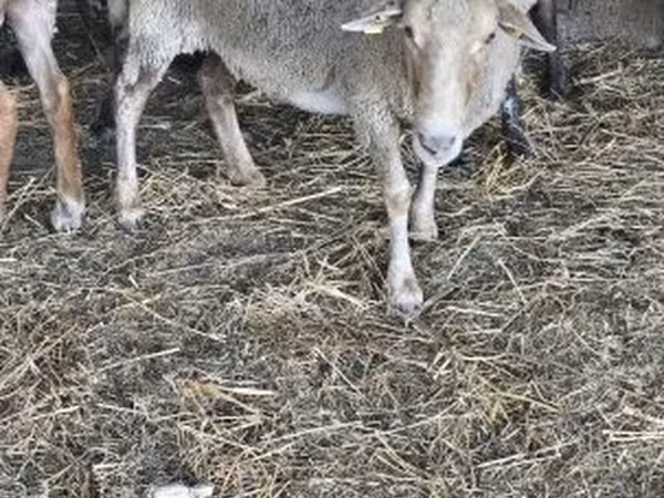 भेड़, भेड़ — हंगरी