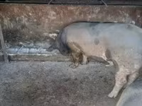 Schweine (Partie, Geschlecht nicht angegeben), Schweine — Foto 1