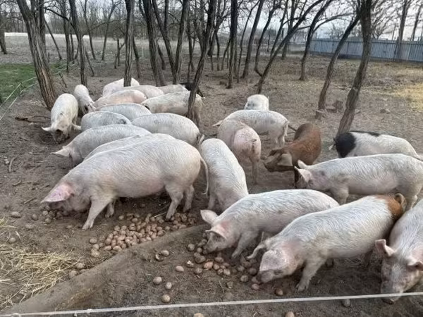خنزير ذكر, الخنازير — هنغاريا