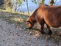Hing, Lovak — 6. fotó