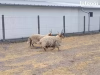 公羊, German Grey Heath sheep — 照片 2