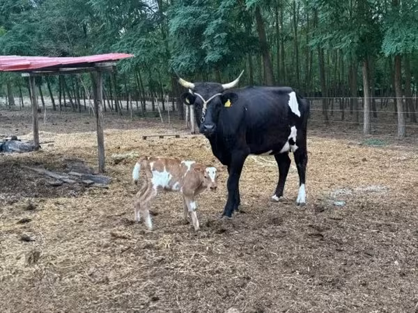 母牛, Hungarian Grey breed — 匈牙利