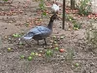 Ducks — الصورة 2