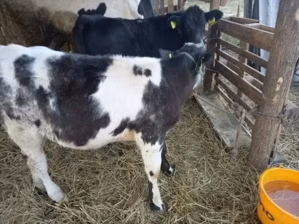Cattle (batch, sex not specified), Belgian Blue