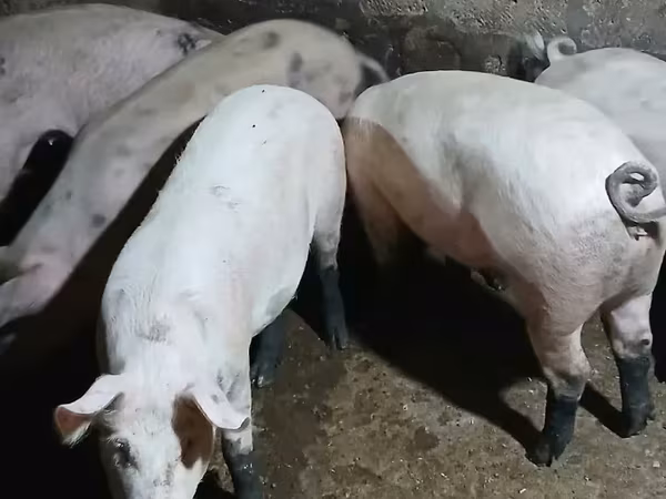 Sow, Pigs