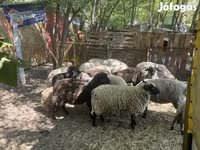 نعجة, White Suffolk sheep — الصورة 5