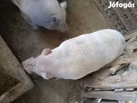 Boar, Вьетнамская вислобрюхая — photo 1