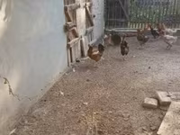 Chickens — zdjęcie 3