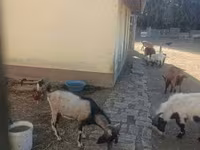 公山羊, Goats — 照片 1