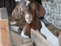 Bak, Boer goat — 7. fotó