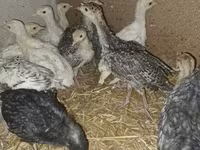 Turkeys — photo 5