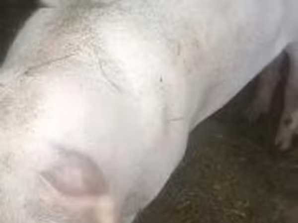 Boar, Pigs — Hungary