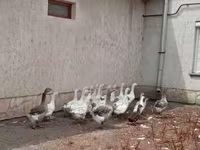 Geese — zdjęcie 2