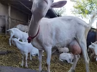 母山羊, Saanen goat — 照片 1