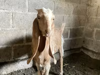 عنزة, Nubian Goat — الصورة 3