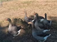 Graue und graugescheckte dänische Gans — Foto 1