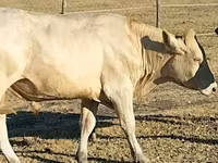 ثور, Charolais cattle — الصورة 2