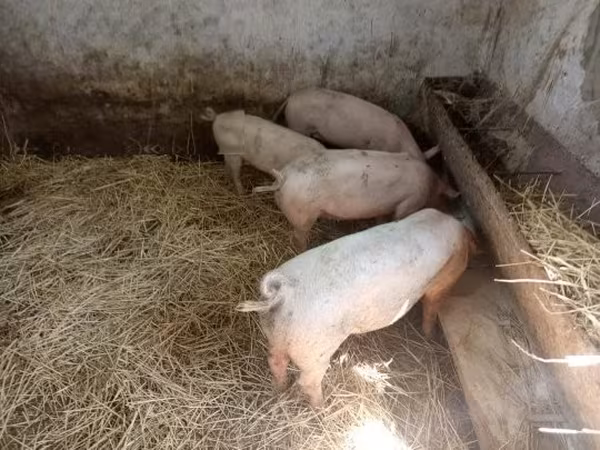 母猪, Pigs