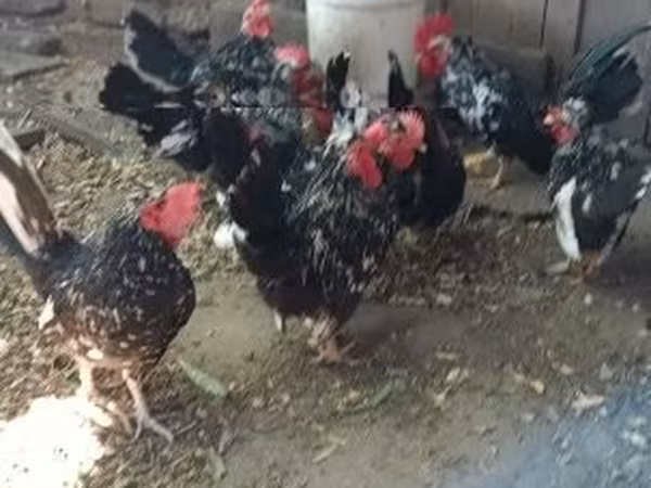 Chickens — Ungarn