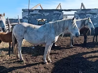 Yegua, Caballos — foto 1