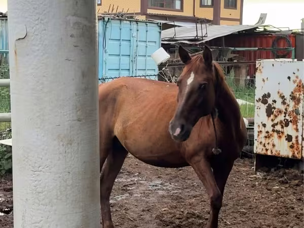 فرس, Thoroughbred horse