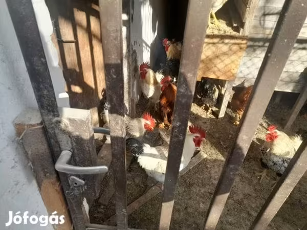 Chickens — 匈牙利